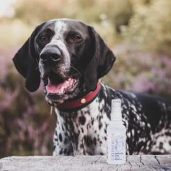 Hondenparfum Spray In 4 Geuren - Greenfields - Alchoholvrije En PH Neutrale Formule Tegen Onaangename Geurtjes - 50ml - Exotic -Hondenbenodigdheden 1200x1200 677