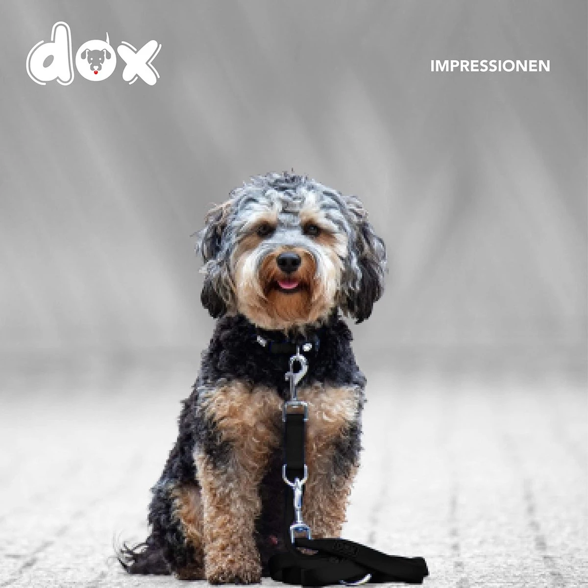 DDOXX Hondenriem Air Mesh, 3-voudig Verstelbaar, 2m | Voor Kleine & Grote Honden | Dubbele Riem Twee Honden Kat Puppy | Tug Leash Large | Lead Leash Small | Walking Leash Puppy Leash | Zwart, M 8 DDOXX Hondenriem Air Mesh, 3-voudig Verstelbaar, 2m | Voor Kleine & Grote Honden | Dubbele Riem Twee Honden Kat Puppy | Tug Leash Large | Lead Leash Small | Walking Leash Puppy Leash | Zwart, M - Afbeelding 6