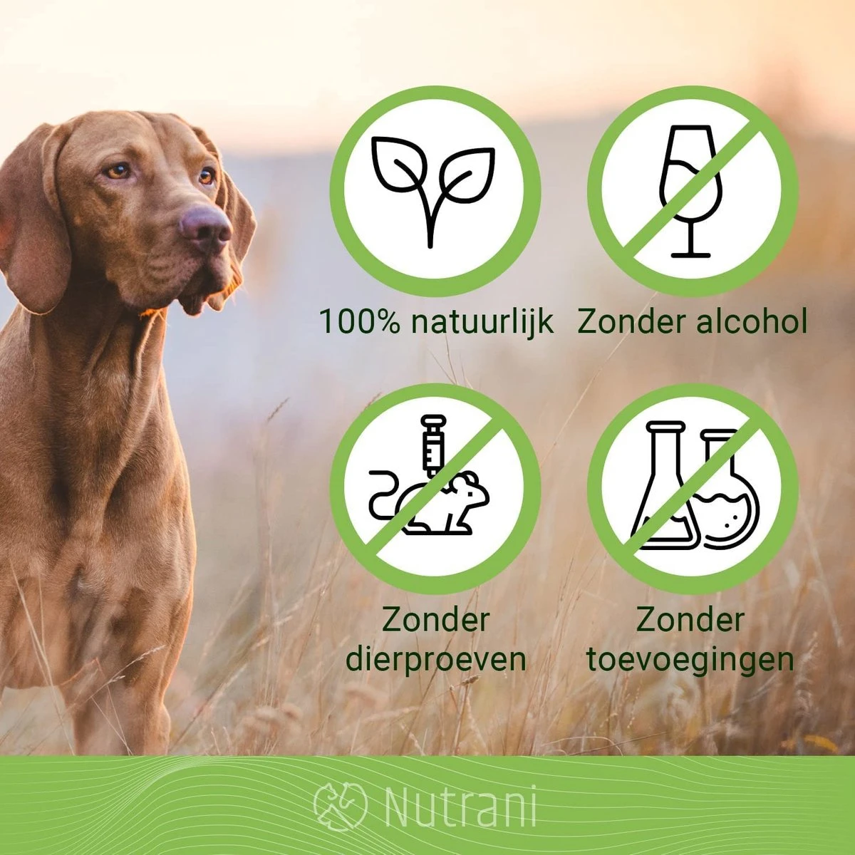 Nutrani Geurverwijderaar, 750 Ml, Natuurlijke Enzymreiniger Als Gebruiksklare Spray Met Biologische Werking, Verwijdert Geurtjes, Urine, Poep En Vlekken Van Honden En Katten 7 Nutrani Geurverwijderaar, 750 Ml, Natuurlijke Enzymreiniger Als Gebruiksklare Spray Met Biologische Werking, Verwijdert Geurtjes, Urine, Poep En Vlekken Van Honden En Katten - Afbeelding 5