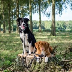 Rebel Petz - Dubbele Verstelbare Hondenriem Voor Twee Honden - Met Draaibare Sluiting En Zacht Handvat - Small En Large - Small (140 Cm Lang, Ø 8 Mm) -Hondenbenodigdheden 1200x1200 89