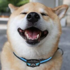 Premium Anti Blafband Apparaat Om Je Hond Snel En Effectief Te Laten Stoppen Met Blaffen - Diervriendelijke Opvoedingshalsband Zonder Schok - Trainingshalsband Voor Grote En Kleine Honden - Anti Blaf Apparaat - Correctie Halsband -Hondenbenodigdheden 1200x1200 950