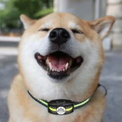 Premium Anti Blafband - Diervriendelijke Opvoedingshalsband Zonder Schok - Trainingshalsband Voor Grote En Kleine Honden - Anti Blaf Band - Correctie Halsband -Hondenbenodigdheden 1200x1200 965