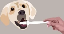 Aedogz Tandsteen Verwijder Spons Hond & Kat - Verwijdert Tandsteen, Aanslag En Vlekken - Verfrist De Adem Voorkomt Tandvleesproblemen. -Hondenbenodigdheden 1200x632 1