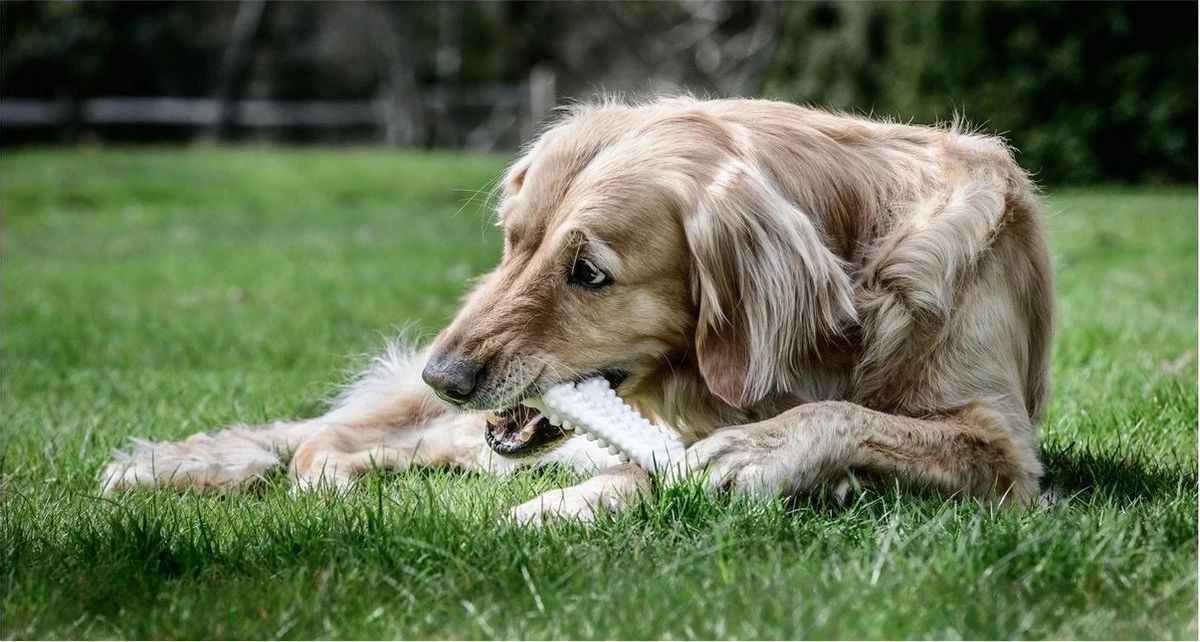 Nylabone Harde Bijters Kluif - Kip - Voor Honden Tot 30 Kg 4 Nylabone Harde Bijters Kluif - Kip - Voor Honden Tot 30 Kg - Afbeelding 2