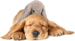 Cozy Dog Bunny Hondenknuffel – Knuffel Hond Met Hartslag – Hondenspeelgoed Vermindert Verlatingsangst – Biedt Rust, Warmte En Comfort – Bruin – Speciaal Voor Puppy's -Hondenbenodigdheden 1200x661 3