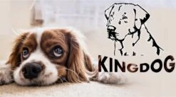 KingDog - Groot Honden- En Kattenbed 75 X 65 | Donkergrijs - Maat M 15 KingDog - Groot Honden- En Kattenbed 75 X 65 | Donkergrijs - Maat M -Hondenbenodigdheden 1200x665