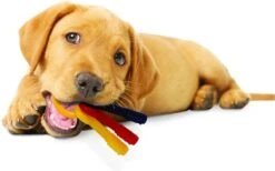 Nylabone Puppy Teething Key Flexible Geel&Blauw&Rood - Hondenspeelgoed - Wolf Tot 16kg 21 Nylabone Puppy Teething Key Flexible Geel&Blauw&Rood - Hondenspeelgoed - Wolf Tot 16kg -Hondenbenodigdheden 1200x746 4