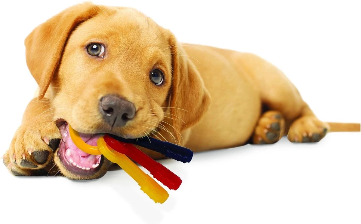 Nylabone Puppy Teething Key Flexible Geel&Blauw&Rood - Hondenspeelgoed - Wolf Tot 16kg 7 Nylabone Puppy Teething Key Flexible Geel&Blauw&Rood - Hondenspeelgoed - Wolf Tot 16kg - Afbeelding 5
