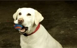 Chuckit! Chuckit Ultra Squeaker Ball Medium ø 6 Cm 2 - Pack -Hondenbenodigdheden 1200x760 2