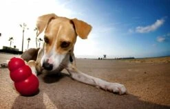 Kong Kauwbot - Hondenspeelgoed - Rood - L 37 Kong Kauwbot - Hondenspeelgoed - Rood - L -Hondenbenodigdheden 1200x771 7