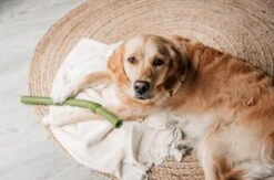 Beeztees Sumo Fit Stick - Hondenspeelgoed - Rubber - Oranje - 50 Cm 17 Beeztees Sumo Fit Stick - Hondenspeelgoed - Rubber - Oranje - 50 Cm -Hondenbenodigdheden 1200x793 11