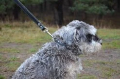 Hondenriem Leer - 2 Meter - Zwart - Hoge Kwaliteit Leer - Lederen Hondenriem - Ambachtelijk Gemaakt In Portugal -Hondenbenodigdheden 1200x794 2