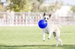 Jolly Pets Jolly Soccer Ball – Hondenspeelgoed – Hondenspeeltjes Voor Binnen En Buiten – Hondenbal Voor Honden – Hondenvoetbal – Jollyflex Stevig Kunststof – Drijvend Hondenspeeltje – Ø20cm – Licht Blauw 15 Jolly Pets Jolly Soccer Ball – Hondenspeelgoed – Hondenspeeltjes Voor Binnen En Buiten – Hondenbal Voor Honden – Hondenvoetbal – Jollyflex Stevig Kunststof – Drijvend Hondenspeeltje – Ø20cm – Licht Blauw -Hondenbenodigdheden 1200x796 7
