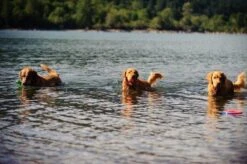 Chuckit! Ultra Ball XL – Honden Speelgoed – Ø 9 Cm – Oranje/Blauw – Apporteerspeelgoed – 1-Pack 19 Chuckit! Ultra Ball XL – Honden Speelgoed – Ø 9 Cm – Oranje/Blauw – Apporteerspeelgoed – 1-Pack -Hondenbenodigdheden 1200x797 12