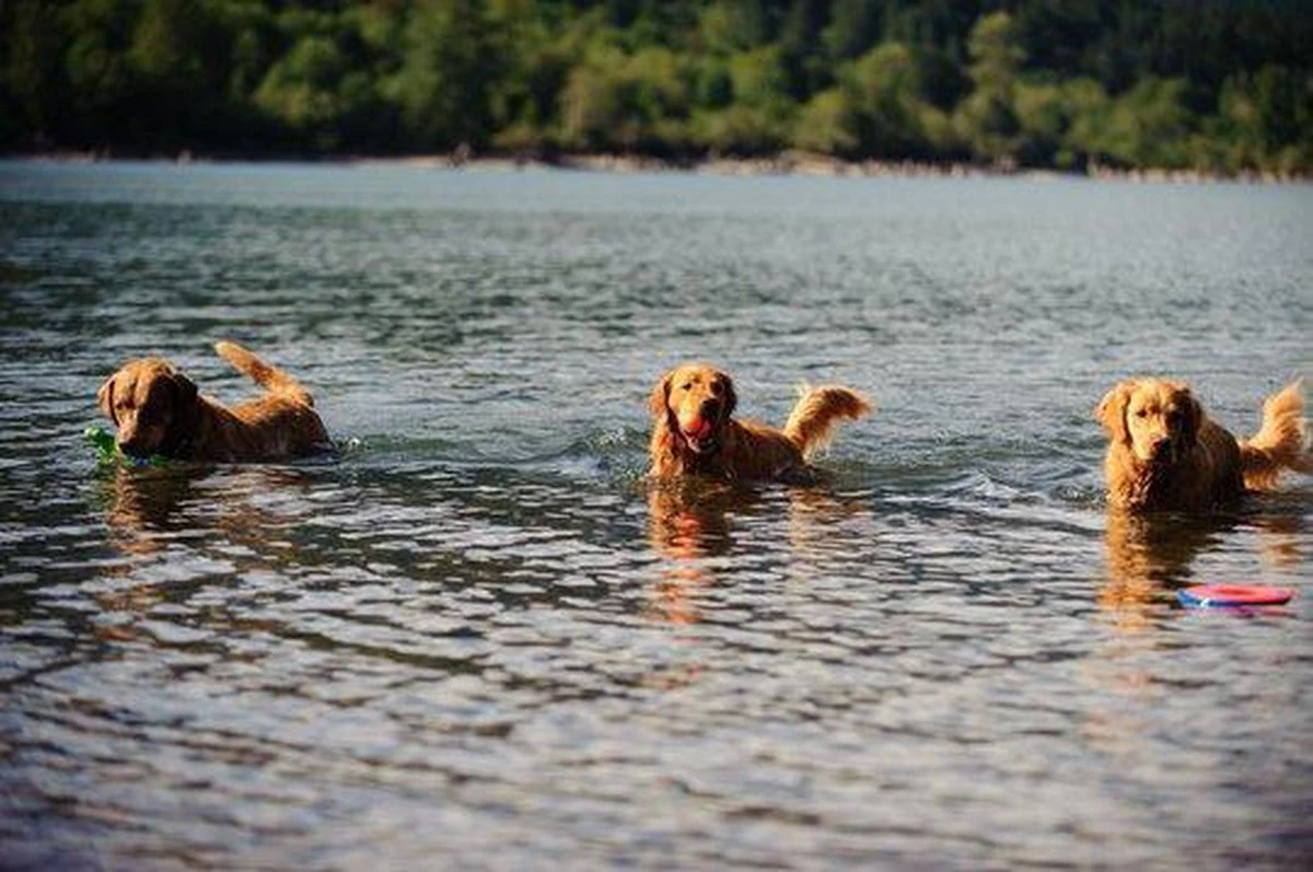 Chuckit! Ultra Ball XL – Honden Speelgoed – Ø 9 Cm – Oranje/Blauw – Apporteerspeelgoed – 1-Pack 5 Chuckit! Ultra Ball XL – Honden Speelgoed – Ø 9 Cm – Oranje/Blauw – Apporteerspeelgoed – 1-Pack - Afbeelding 3