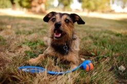 Chuckit! Ultra Ball XL – Honden Speelgoed – Ø 9 Cm – Oranje/Blauw – Apporteerspeelgoed – 1-Pack 27 Chuckit! Ultra Ball XL – Honden Speelgoed – Ø 9 Cm – Oranje/Blauw – Apporteerspeelgoed – 1-Pack -Hondenbenodigdheden 1200x797 13