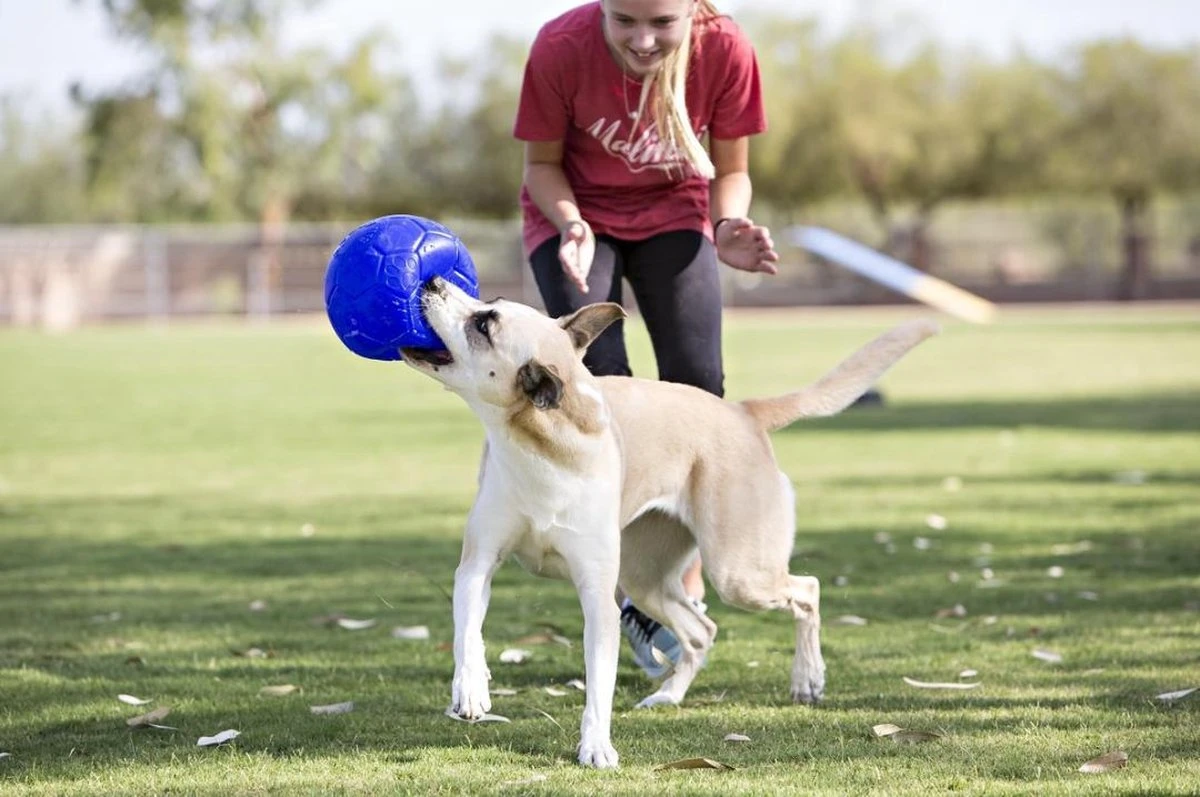 Jolly Pets Jolly Soccer Ball – Hondenspeelgoed – Hondenspeeltjes Voor Binnen En Buiten – Hondenbal Voor Honden – Hondenvoetbal – Jollyflex Stevig Kunststof – Drijvend Hondenspeeltje – Ø20cm – Licht Blauw 5 Jolly Pets Jolly Soccer Ball – Hondenspeelgoed – Hondenspeeltjes Voor Binnen En Buiten – Hondenbal Voor Honden – Hondenvoetbal – Jollyflex Stevig Kunststof – Drijvend Hondenspeeltje – Ø20cm – Licht Blauw - Afbeelding 3