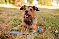 Chuckit! Ultra Ball M – Honden Speelgoed – Hondenbal– Drijft Op Water – Stuitert – Veilig Voor Gebit – Honden Bal – Ideaal Met De Ballenwerper – Ø 6cm – Oranje/Blauw – Hondenspeeltjes– 4-Pack -Hondenbenodigdheden 1200x797 15