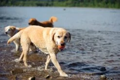 Chuckit! Ultra Ball M – Honden Speelgoed – Hondenbal– Drijft Op Water – Stuitert – Veilig Voor Gebit – Honden Bal – Ideaal Met De Ballenwerper – Ø 6cm – Oranje/Blauw – Hondenspeeltjes– 4-Pack -Hondenbenodigdheden 1200x797 16