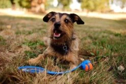 Chuckit! Chuckit Ultra Ball Hondenspeelgoed - Oranje - M - 2 Ballen - Ø 6cm -Hondenbenodigdheden 1200x797 5