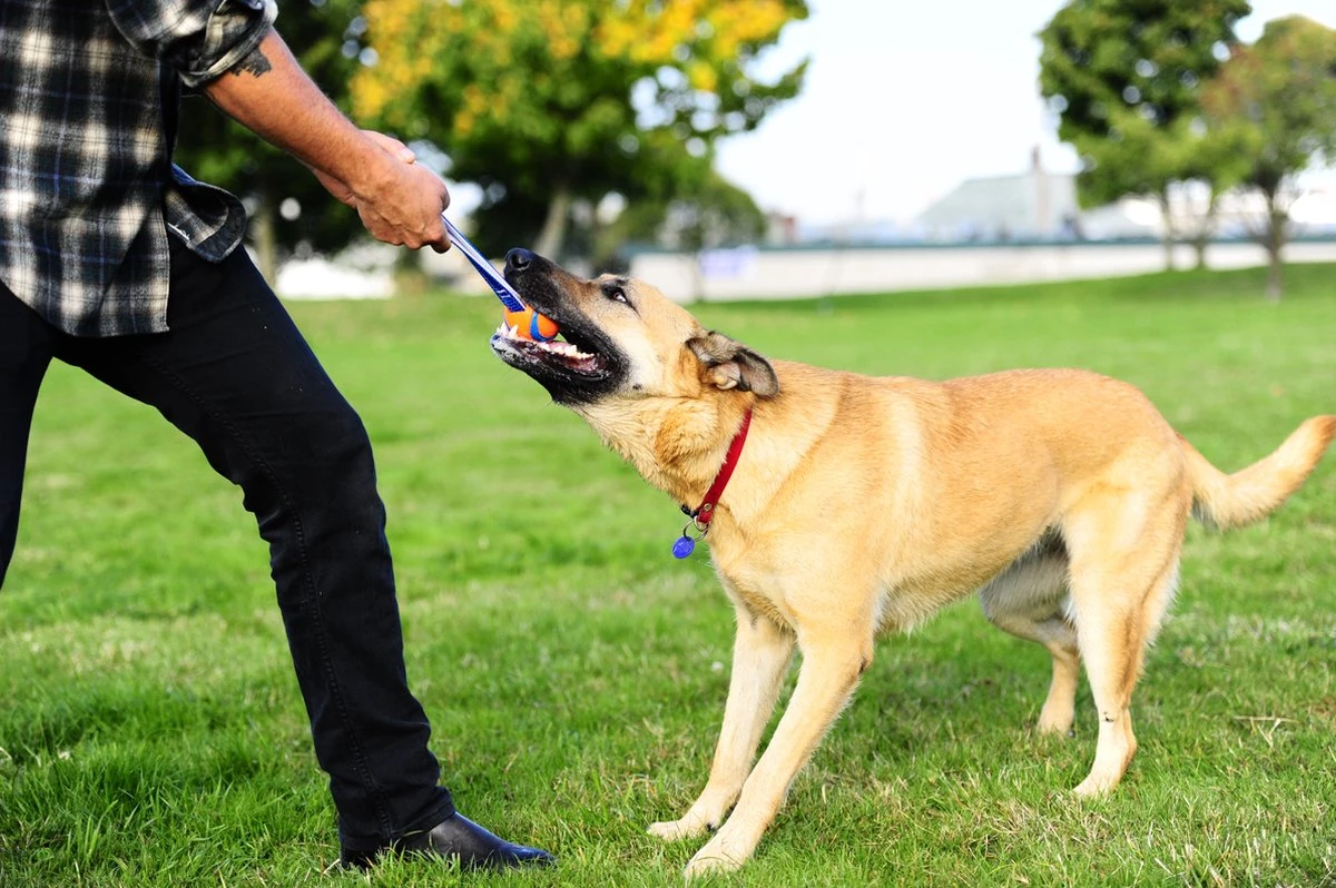 Chuckit! Chuckit Ultra Tug – Hondenspeelgoed - Blauw/Oranje – Large - ø 7 Cm 6 Chuckit! Chuckit Ultra Tug – Hondenspeelgoed - Blauw/Oranje – Large - ø 7 Cm - Afbeelding 4