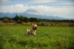 Chuckit! Ultra Ball XL – Honden Speelgoed – Ø 9 Cm – Oranje/Blauw – Apporteerspeelgoed – 1-Pack 23 Chuckit! Ultra Ball XL – Honden Speelgoed – Ø 9 Cm – Oranje/Blauw – Apporteerspeelgoed – 1-Pack -Hondenbenodigdheden 1200x798 22