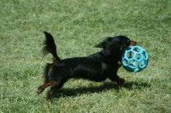 JW HOL-EE ROLLER Medium – Hondenbal Rubber – 11,5 Cm -Hondenbenodigdheden 1200x798 27