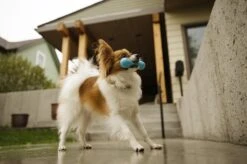 West Paw Zogoflex Hurley - Super Sterk Kauwbot Voor Honden - Kleur: Blauw, Maat: Large -Hondenbenodigdheden 1200x798 28