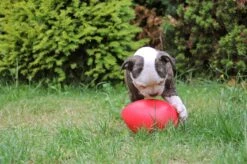 Jolly Pets Jolly Egg Hondenspeelgoed – Stevige Hondenbal - Gemaakt Van Extreem Duurzaam Kunststof - Geschikt Voor De Kleinere Hond – Weerbestendig - 20cm – Rood -Hondenbenodigdheden 1200x799 47