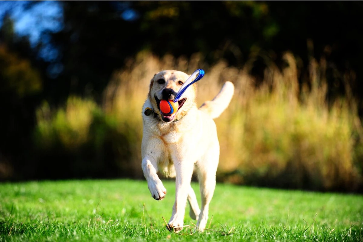 Chuckit! Chuckit Ultra Tug – Hondenspeelgoed - Blauw/Oranje – Large - ø 7 Cm 10 Chuckit! Chuckit Ultra Tug – Hondenspeelgoed - Blauw/Oranje – Large - ø 7 Cm - Afbeelding 8