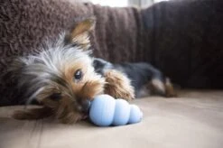 Kong Puppy - Kauwbot Hondenspeelgoed Small - Kauwbot - 85mm X 42mm - Groen/Wit 25 Kong Puppy - Kauwbot Hondenspeelgoed Small - Kauwbot - 85mm X 42mm - Groen/Wit -Hondenbenodigdheden 1200x799 58