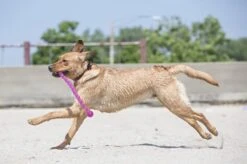 Kong Safestix Small - Kauwspeelgoed - 300mm X 88mm X 62mm - Multi -Hondenbenodigdheden 1200x799 59