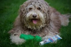 Tandenborstel + TANDPASTA Hond Melk Geur Smaak En Piep Honden Speelgoed - Cactus Dog Toy Tandverzorging Kauwbotten Hondenspeelgoed Hondenbot Kauwstaaf Tanden Puppy Hondenspeeltje Sterk Kauwspeelgoed - Dutchwide 24 Tandenborstel + TANDPASTA Hond Melk Geur Smaak En Piep Honden Speelgoed - Cactus Dog Toy Tandverzorging Kauwbotten Hondenspeelgoed Hondenbot Kauwstaaf Tanden Puppy Hondenspeeltje Sterk Kauwspeelgoed - Dutchwide -Hondenbenodigdheden 1200x800 140