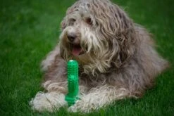 Tandenborstel + TANDPASTA Hond Melk Geur Smaak En Piep Honden Speelgoed - Cactus Dog Toy Tandverzorging Kauwbotten Hondenspeelgoed Hondenbot Kauwstaaf Tanden Puppy Hondenspeeltje Sterk Kauwspeelgoed - Dutchwide 25 Tandenborstel + TANDPASTA Hond Melk Geur Smaak En Piep Honden Speelgoed - Cactus Dog Toy Tandverzorging Kauwbotten Hondenspeelgoed Hondenbot Kauwstaaf Tanden Puppy Hondenspeeltje Sterk Kauwspeelgoed - Dutchwide -Hondenbenodigdheden 1200x800 141