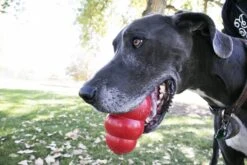 Kong Kauwbot - Hondenspeelgoed - Rood - L 31 Kong Kauwbot - Hondenspeelgoed - Rood - L -Hondenbenodigdheden 1200x800 142