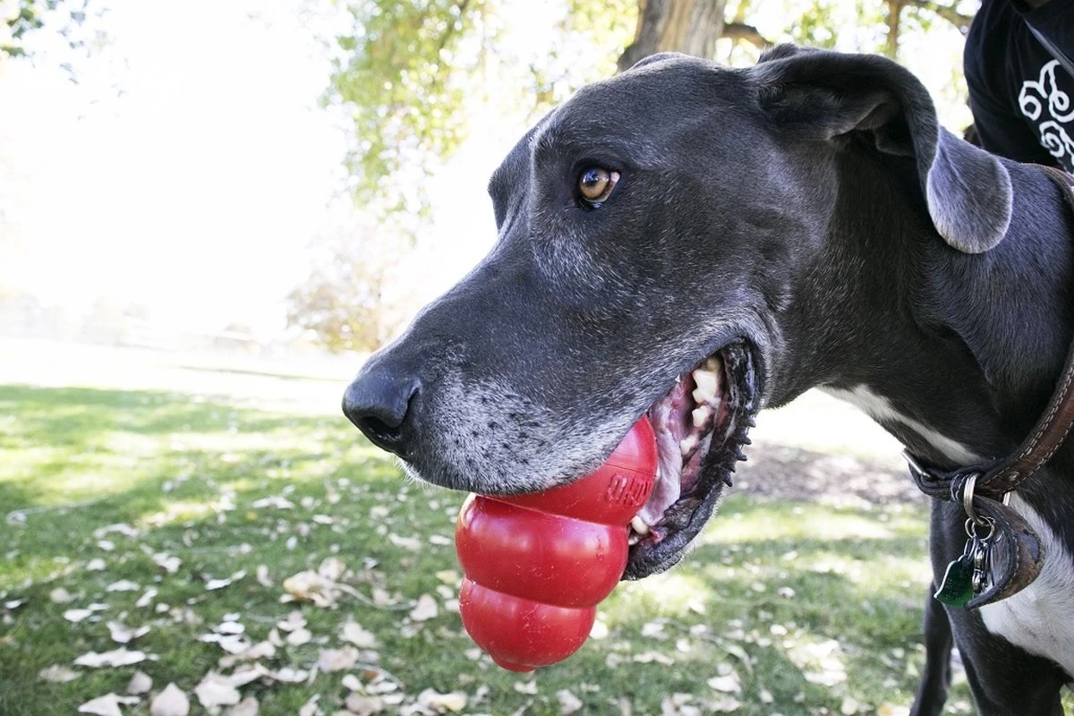 Kong Kauwbot - Hondenspeelgoed - Rood - L 12 Kong Kauwbot - Hondenspeelgoed - Rood - L - Afbeelding 10