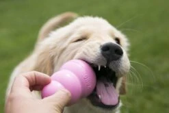 Kong Puppy - Hondenspeelgoed - Assorti - L 36 Kong Puppy - Hondenspeelgoed - Assorti - L -Hondenbenodigdheden 1200x800 153