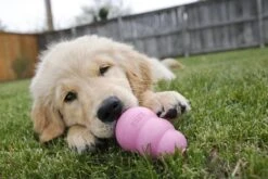 Kong Puppy - Hondenspeelgoed - Assorti - M -Hondenbenodigdheden 1200x800 161