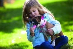 Kong Puppy - Hondenspeelgoed - Assorti - M -Hondenbenodigdheden 1200x800 162