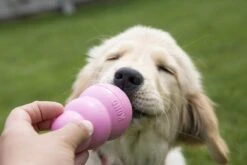 Kong Puppy - Kauwbot Hondenspeelgoed Small - Kauwbot - 85mm X 42mm - Groen/Wit 36 Kong Puppy - Kauwbot Hondenspeelgoed Small - Kauwbot - 85mm X 42mm - Groen/Wit -Hondenbenodigdheden 1200x800 167