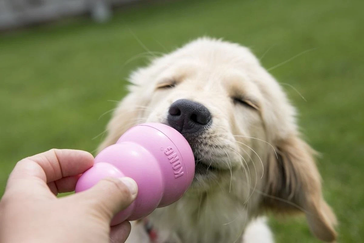 Kong Puppy - Kauwbot Hondenspeelgoed Small - Kauwbot - 85mm X 42mm - Groen/Wit 17 Kong Puppy - Kauwbot Hondenspeelgoed Small - Kauwbot - 85mm X 42mm - Groen/Wit - Afbeelding 15