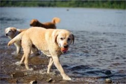 Chuckit! Ultra Ball L – Honden Speelgoed – Apporteren – Drijft Op Water – Stuitert – Veilig Voor Gebit – Honden Bal – Ideaal Met De Ballenwerper – Ø 7cm – Oranje/Blauw – Apporteerspeelgoed – 2-Pack -Hondenbenodigdheden 1200x800 175