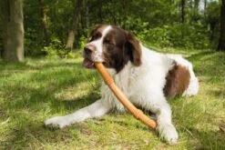 Beeztees Sumo Fit Stick - Hondenspeelgoed - Rubber - Oranje - 50 Cm 14 Beeztees Sumo Fit Stick - Hondenspeelgoed - Rubber - Oranje - 50 Cm -Hondenbenodigdheden 1200x800 176