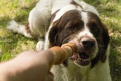 Beeztees Sumo Fit Stick - Hondenspeelgoed - Rubber - Oranje - 50 Cm 16 Beeztees Sumo Fit Stick - Hondenspeelgoed - Rubber - Oranje - 50 Cm -Hondenbenodigdheden 1200x800 177