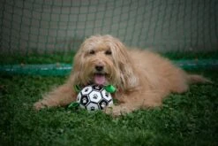 Honden Speelgoed Bal Voetbal Extra Sterk Met Handvaten Ball Hondenbal - 15 Cm - Dutchwide 20 Honden Speelgoed Bal Voetbal Extra Sterk Met Handvaten Ball Hondenbal - 15 Cm - Dutchwide -Hondenbenodigdheden 1200x800 178