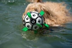 Honden Speelgoed Bal Voetbal Extra Sterk Met Handvaten Ball Hondenbal - 15 Cm - Dutchwide 24 Honden Speelgoed Bal Voetbal Extra Sterk Met Handvaten Ball Hondenbal - 15 Cm - Dutchwide -Hondenbenodigdheden 1200x800 179