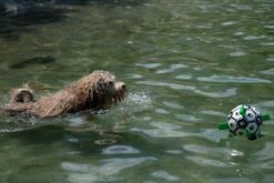 Honden Speelgoed Bal Voetbal Extra Sterk Met Handvaten Ball Hondenbal - 15 Cm - Dutchwide 25 Honden Speelgoed Bal Voetbal Extra Sterk Met Handvaten Ball Hondenbal - 15 Cm - Dutchwide -Hondenbenodigdheden 1200x800 180