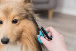 Trixie Gezicht- En Potenschaar Kunststof / Rvs 8 Cm -Hondenbenodigdheden 1200x800 19