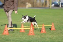 Trixie Dog Activity Hordenset - 3 ST -Hondenbenodigdheden 1200x800 190