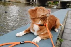 Rebel Petz - Honden Trainingslijn Met Halsband - Taupe, Zwart, Groen & Oranje - Maat Small Of Large - Kleur: Oranje, Maat: Large 37 Rebel Petz - Honden Trainingslijn Met Halsband - Taupe, Zwart, Groen & Oranje - Maat Small Of Large - Kleur: Oranje, Maat: Large -Hondenbenodigdheden 1200x800 2